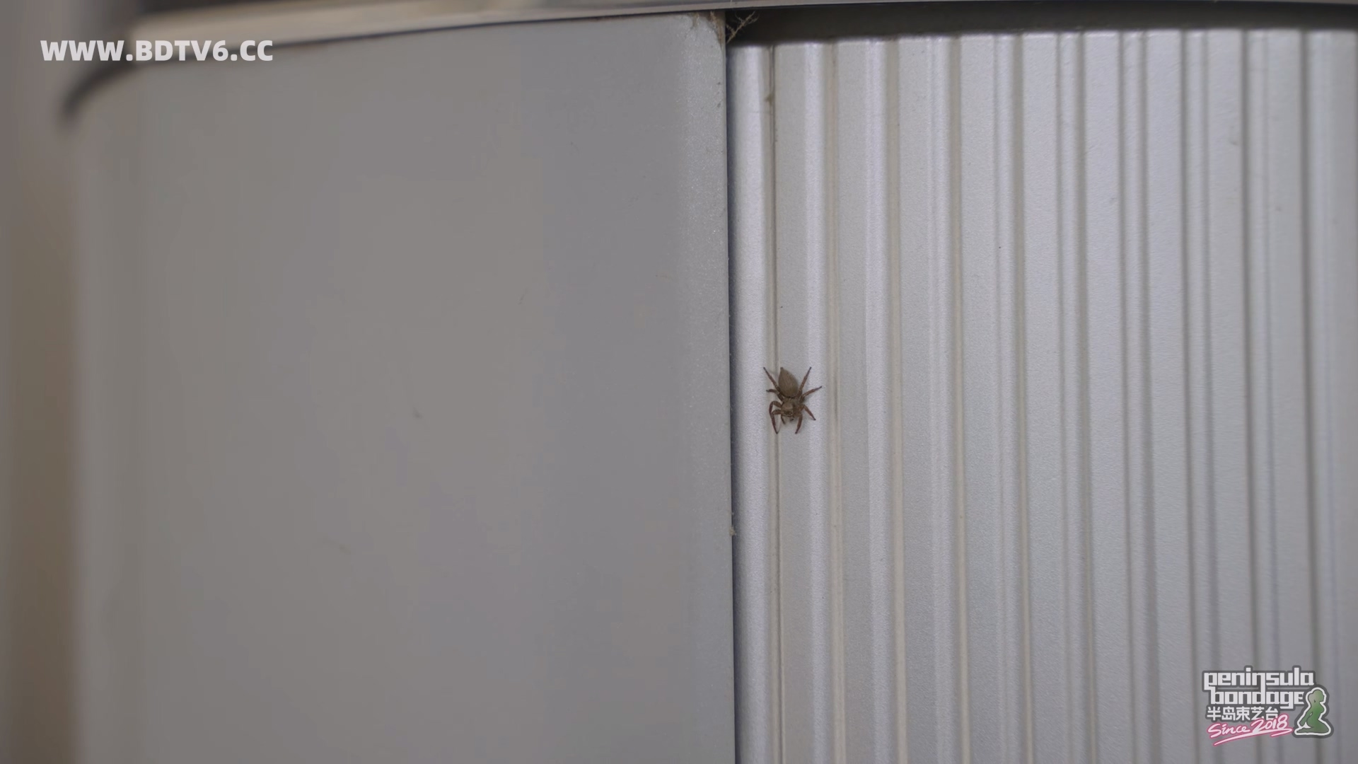 YT2989 蜘蛛侠女时候