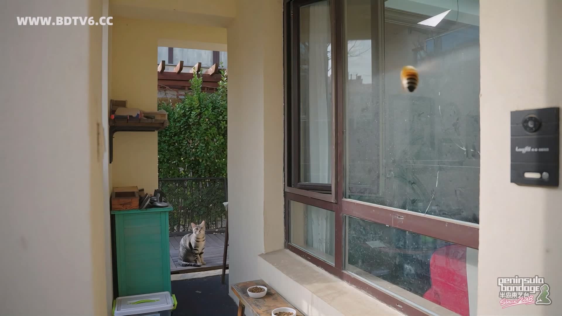 YT3049 家里进了蜜蜂