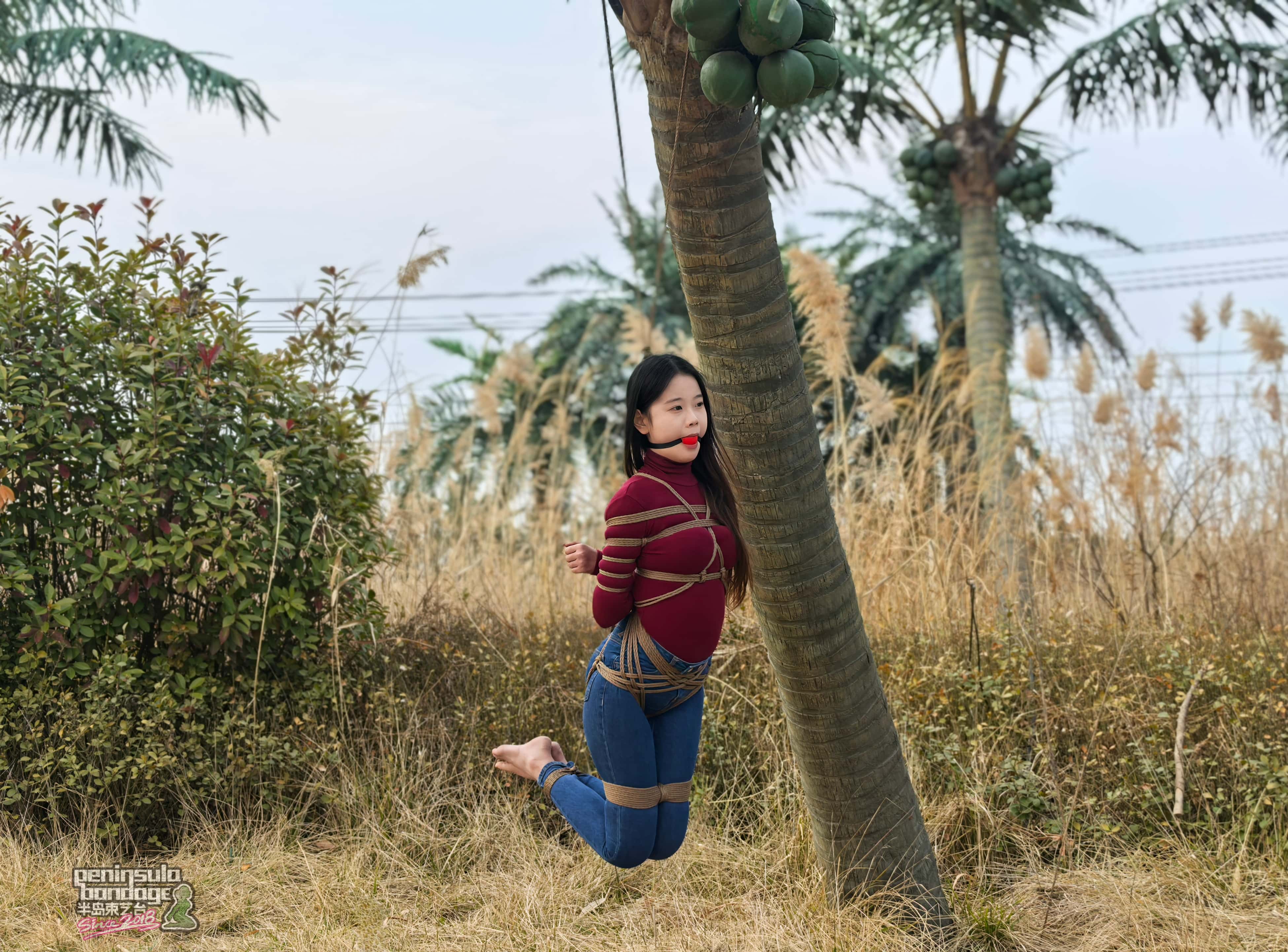 YT3125 冬天的椰子树