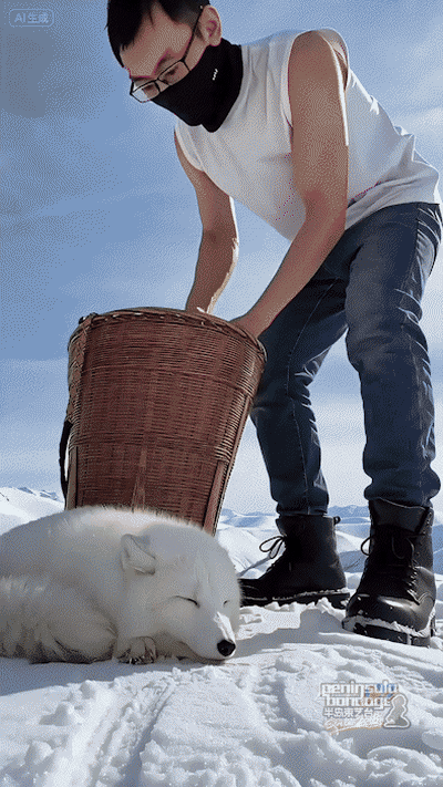 YT3140 雪山救狐